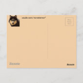Siberian Husky Postcard Postkarte (Rückseite)