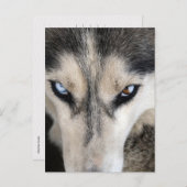 Siberian Husky Postcross Postkarte (Vorne/Hinten)