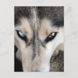 Siberian Husky Postcross Postkarte