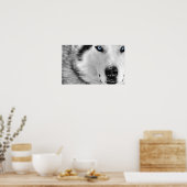 Siberian Husky Poster (Küche)