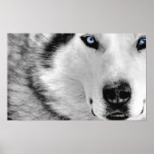 Siberian Husky Poster (Vorne)
