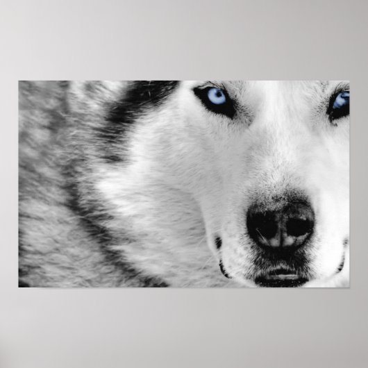 Siberian Husky Poster (Vorne)