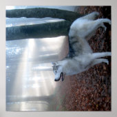 Siberian Husky - Poster (Vorne)