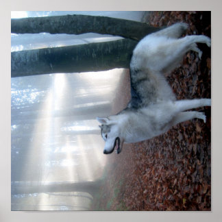Siberian Husky - Poster