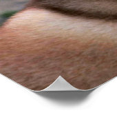 Siberian Husky Poster (Ecke)