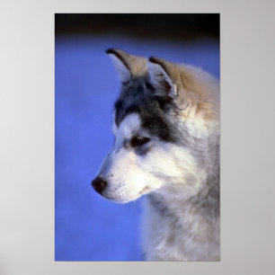 Siberian Husky Poster