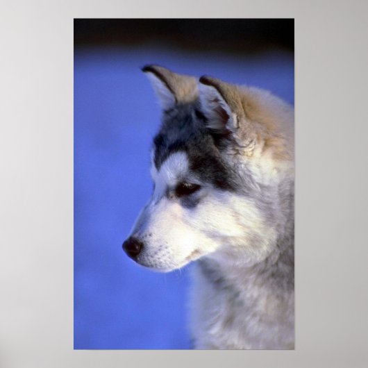 Siberian Husky Poster (Vorne)