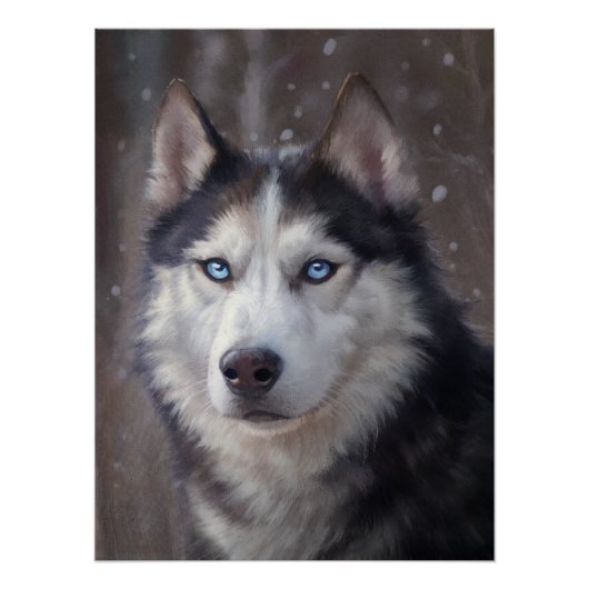 Siberian Husky Poster (Vorderseite)