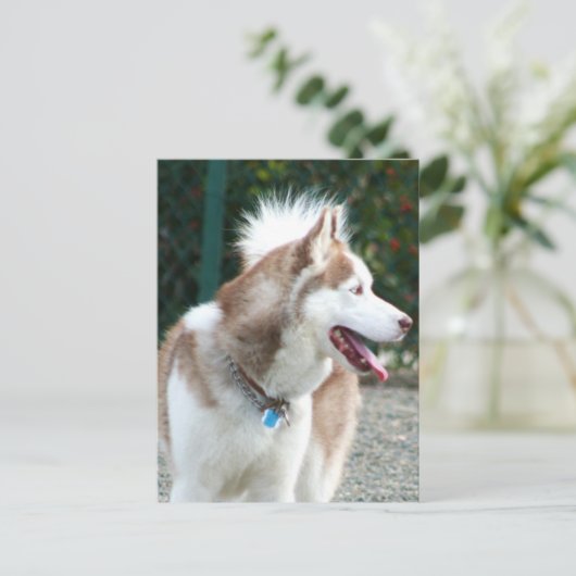 Siberian Husky Postkarte (Stehend Vorderseite)