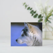 Siberian Husky Postkarte (Stehend Vorderseite)