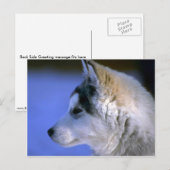 Siberian Husky Postkarte (Vorne/Hinten)