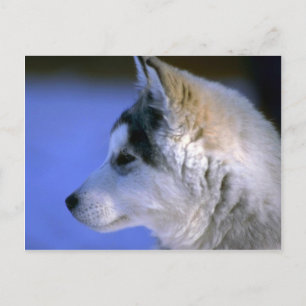 Siberian Husky Postkarte