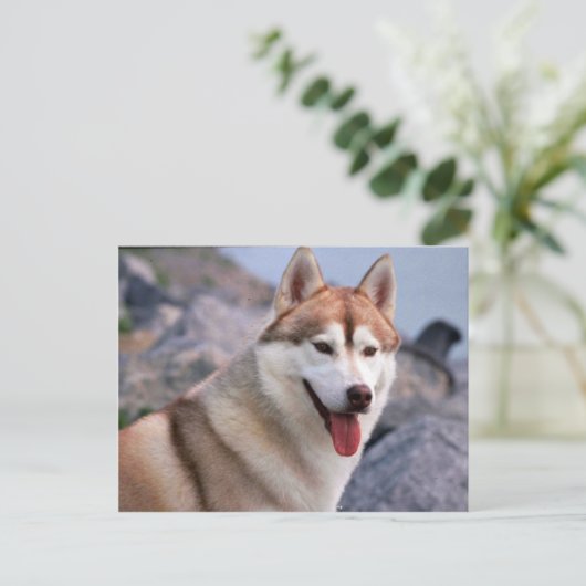 Siberian Husky Postkarte (Stehend Vorderseite)