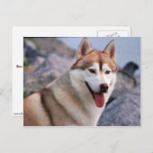 Siberian Husky Postkarte (Vorne/Hinten)