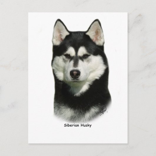 Siberian Husky Postkarte (Vorderseite)