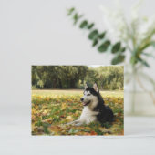 Siberian Husky Postkarte (Stehend Vorderseite)