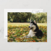 Siberian Husky Postkarte (Vorne/Hinten)