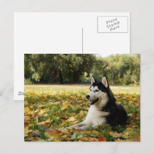 Siberian Husky Postkarte (Vorne/Hinten)