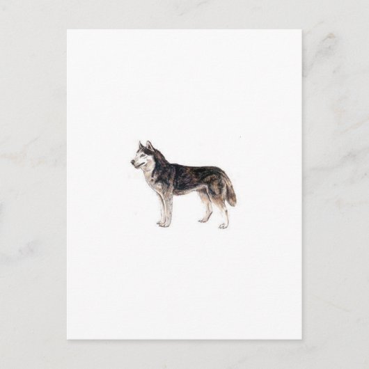 Siberian Husky Postkarte (Vorderseite)