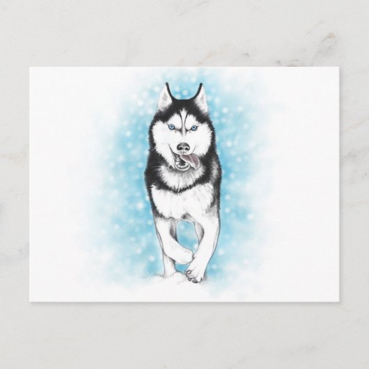 Siberian Husky Postkarte (Vorderseite)