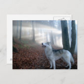 Siberian Husky - Postkarte (Vorne/Hinten)