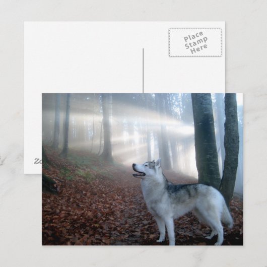 Siberian Husky - Postkarte (Vorne/Hinten)