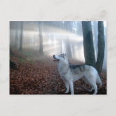 Siberian Husky - Postkarte (Vorderseite)
