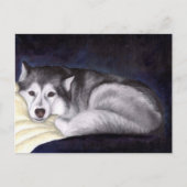 Siberian Husky Postkarte (Vorderseite)
