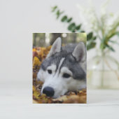 Siberian Husky Postkarte (Stehend Vorderseite)