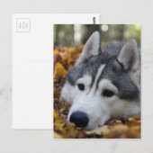 Siberian Husky Postkarte (Vorne/Hinten)