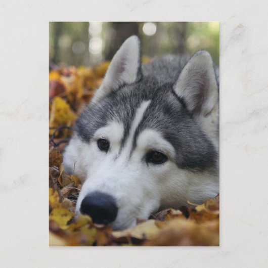 Siberian Husky Postkarte (Vorderseite)