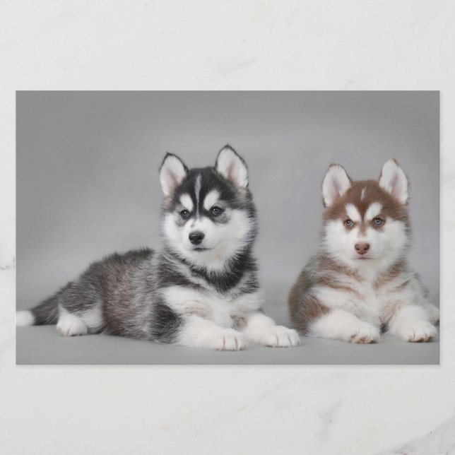 Siberian husky puppies (Vorderseite)