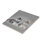 Siberian husky puppies fliese (Seite)