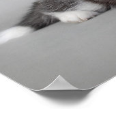 Siberian husky puppies poster (Ecke)