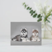 Siberian husky puppies postkarte (Stehend Vorderseite)