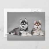 Siberian husky puppies postkarte (Vorne/Hinten)