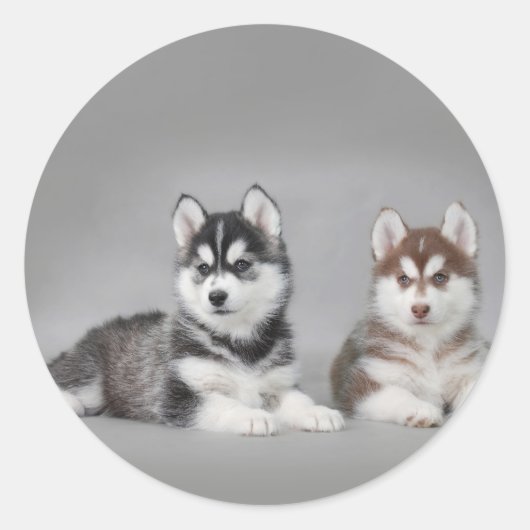 Siberian husky puppies runder aufkleber (Vorderseite)
