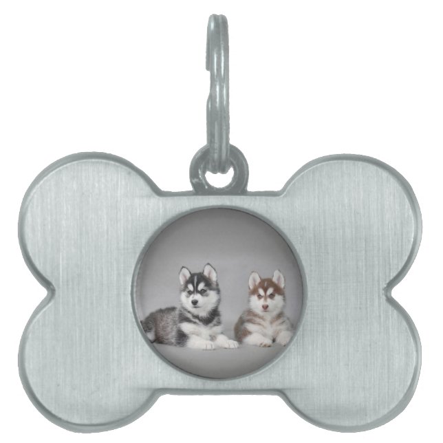 Siberian husky puppies tiermarke (Vorderseite)