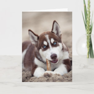 Siberian Husky Puppy at the Beach Karte