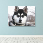 Siberian Husky Puppy Leinwanddruck (Insitu (Holzboden))