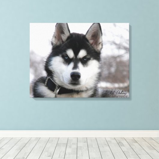 Siberian Husky Puppy Leinwanddruck (Insitu (Holzboden))