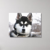 Siberian Husky Puppy Leinwanddruck (Vorderseite)