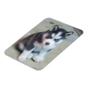 Siberian Husky puppy Magnet (Linke Seite)