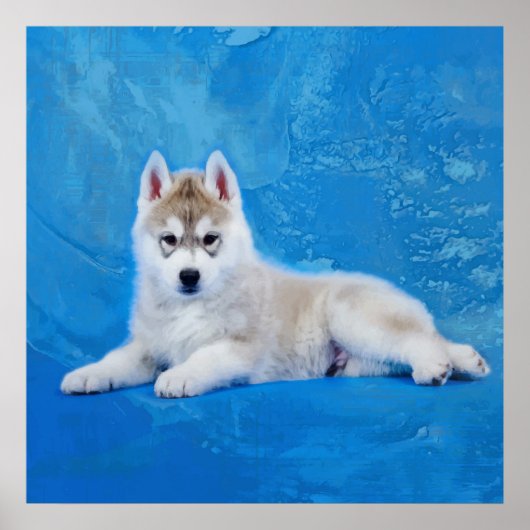 Siberian Husky Puppy Poster (Vorne)
