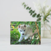 Siberian Husky Puppy Postkarte (Stehend Vorderseite)