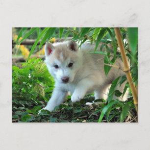 Siberian Husky Puppy Postkarte