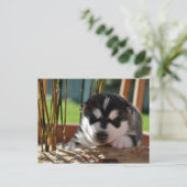 Siberian Husky Puppy with Bamboo Postkarte (Stehend Vorderseite)