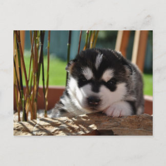 Siberian Husky Puppy with Bamboo Postkarte