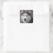Siberian Husky Snow Quadratischer Aufkleber (Tasche)