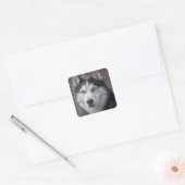 Siberian Husky Snow Quadratischer Aufkleber (Umschlag)